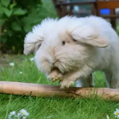 Puszysty królik teddy dorosły, z długimi uszami, skacze przez pień drzewa na trawie.