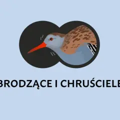 Ilustracja ptaka widzianego przez lornetkę.
