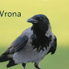 Szara wrona z czarną głową i piersią, z charakterystycznym dziobem, siedzi na tle zieleni.
