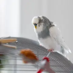 Biała papużka falista siedzi na klatce, zastanawiając się, co jedzą papugi.