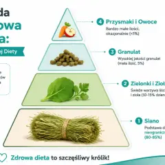 Piramida żywieniowa królika: siano, zielonki, zioła, granulat i okazjonalnie owoce. To podstawa zdrowej diety, co może jeść królik miniaturka.