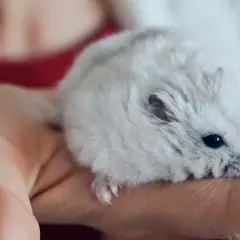 Malutki, puszysty chomik miniaturka odpoczywa na dłoni.