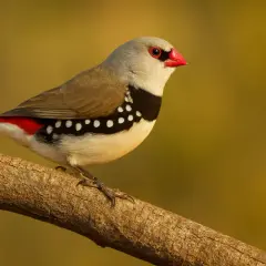 Zeberka z czerwonym dziobem i plamkami na skrzydłach siedzi na gałęzi.
