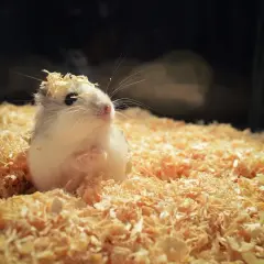 Uroczy chomik domowy z trocinami na głowie siedzi w swoim przytulnym legowisku.