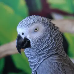 Portret szarej papugi żako z czarnym dziobem na tle zieleni.