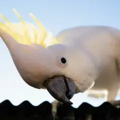 Biała papuga kakadu z żółtym czubkiem, ciekawie pochylona. Zastanawiasz się nad papuga kakadu cena?