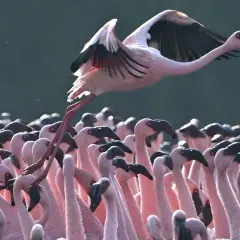 Różowy flaming w locie nad stadem flamingów.