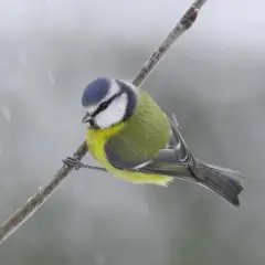 Sikorka modra z niebieską czapeczką siedzi na gałęzi podczas opadów śniegu.