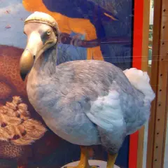 W muzeum ptak dodo żyje, stojąc obok swojego brązowego pobratymca.