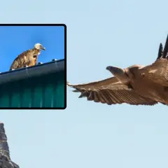 Sęp płowy siedzący na dachu i lecący na tle błękitnego nieba.