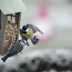 Płatki owsiane dla wróbli: Tak, ale jak bezpiecznie dokarmiać?