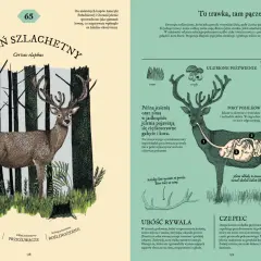 Jarzębina dla ptaków: Zbieraj bezpiecznie po przymrozkach! Poradnik