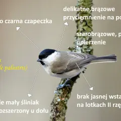 Chroń sikorki w ogrodzie: Drapieżnicy, choroby i sprawdzone metody