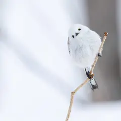 Puszysty ptak z długim ogonem, biały jak śnieg, siedzi na gałązce.