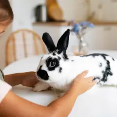 Dziewczynka delikatnie głaszcze swojego krolika miniaturka w domu.