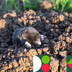 Agresywne sroki w ogrodzie? Sprawdź, jak je humanitarnie odstraszyć!