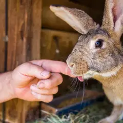Królik z wyciągniętym językiem dotyka palca człowieka. Uważaj na myksomatozę królików, chorobę przenoszoną przez owady.