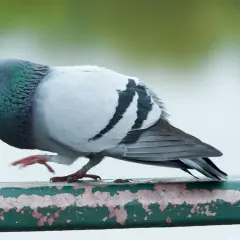 Gołąb miejski z zielonym i fioletowym nalotem na szyi, siedzący na zniszczonej zielonej poręczy.