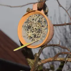 Sikorki Ci podziękują! Domowe kule tłuszczowe: przepis i sekrety