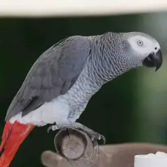 Szary papuga żako z czerwonym ogonem siedzi na gałęzi.