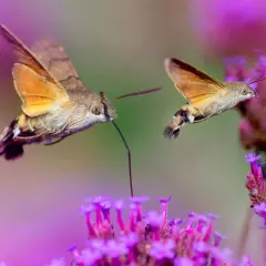 Dwa fruczaki, podobne do kolibrów, żerują na fioletowych kwiatach. To właśnie w takich miejscach, gdzie kwitną rośliny, żyją kolibry i inne owady.