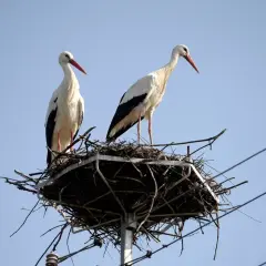 Dwa bociany stojące w gnieździe na tle błękitnego nieba.