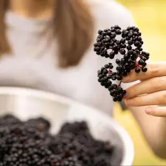 Owoce czarnego bzu dla ptaków: bezpieczne dokarmianie krok po kroku