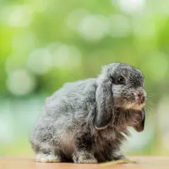 Uroczy mini lop baranek z szarym futerkiem siedzi na drewnianym blacie, otoczony zielonym, rozmytym tłem.
