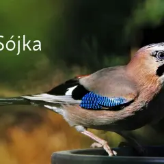 Kruk, gawron, kawka: Odróżnij je bezbłędnie! Poradnik eksperta