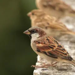 Wróbel siedzi na kamiennej powierzchni, z innymi wróblami w tle.
