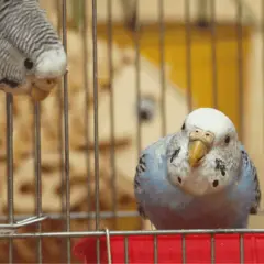 Dlaczego kanarek wyrywa pióra? Ekspert radzi, jak pomóc