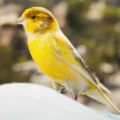 Chory kanarek na dnie klatki? Szybka diagnoza i pierwsza pomoc!