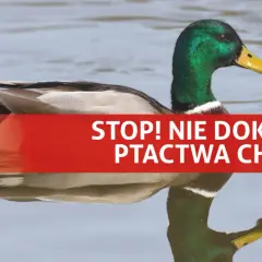 Kaczka pływa w wodzie. Napis "STOP! NIE DOKARMAIAJ PTACTWA CHLEBEM!" przypomina, że kaczki nie powinny jeść chleba.