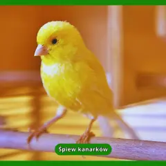 Harceński vs. kolorowy: śpiew czy barwa? Co wybrać?