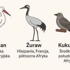 Ptaki odlatujące z Polski: Kiedy i dokąd lecą? Pełny przewodnik