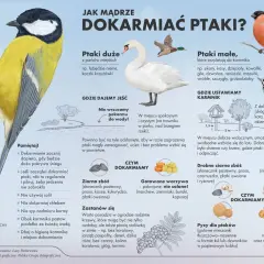 Czy ptaki jedzą ostropest? Superżywność dla zdrowia i energii!