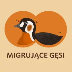 Dlaczego gęsi latają w kluczu? Sekrety aerodynamiki i współpracy