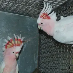 Dwa różowe kakadu z czerwonymi piórami na głowie w klatce.