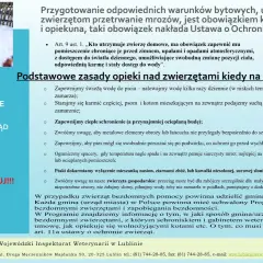 Płochliwy kanarek? Oswajanie krok po kroku: zbuduj trwałe zaufanie