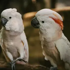 Dwie białe papugi kakadu z pomarańczowymi piórami na głowie siedzą na gałęzi.