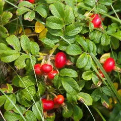 Owoce dzikiej róży dla ptaków: Zimowy superfood i naturalna apteczka