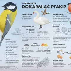 Wróble, jak i inne małe ptaki, chętnie jedzą ziarna zbóż, pyzy dla ptaków, orzechy i suszone owoce. Unikaj soli i chleba.