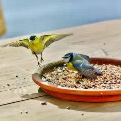 Karma dla psa ptakom? Kiedy tak, a kiedy kategoryczne NIE!