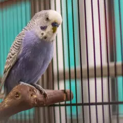 Fioletowa papużka falista siedzi na gałęzi w klatce.