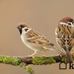 Pomoc wróblom w upały: Szybki poradnik, który ratuje życie