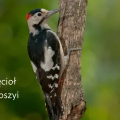Dzięcioł duży czy średni? Rozpoznaj je bezbłędnie w terenie!