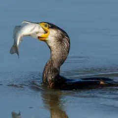 Kormoran pływa w wodzie z rybą w dziobie.