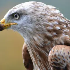 Ranny ptak pod oknem? Natychmiastowa pomoc krok po kroku!