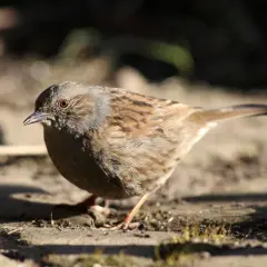 Mały, brązowy ptak z rudawym spodem i ciemnymi pręgami na grzbiecie. Zastanawiasz się, co to za ptak? To kowalik.