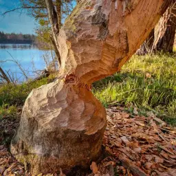 Ślady zębów na drzewie świadczą o tym, czym żywią się bobry. Widać ścinany pień drzewa nad brzegiem jeziora.